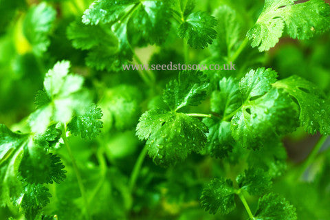 Coriander Calypso - Seeds to Sow Limited