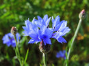 Wildflower - Cornflower - Seeds to Sow Limited