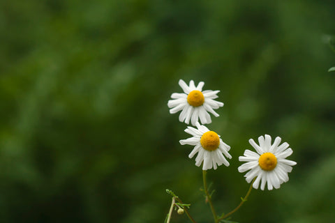 Wildflower - Corn Chamomile - Seeds to Sow Limited