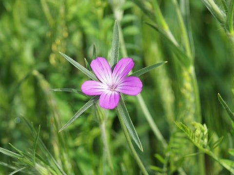 Wildflower - Corncockle - Seeds to Sow Limited