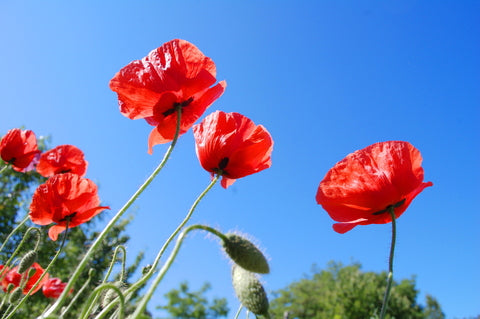 Wildflower - Corn Field Poppy - Seeds to Sow Limited