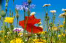 Wildflower - Cornfield Annual Mix - Seeds to Sow Limited