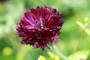 Cornflower - Black Ball - Seeds to Sow Limited
