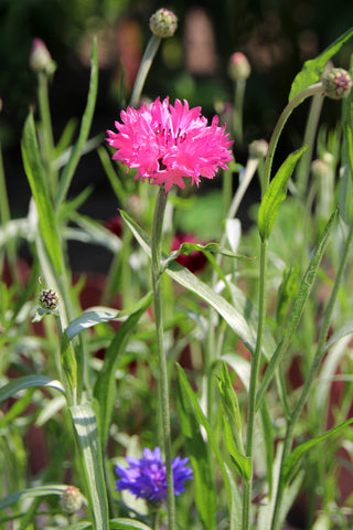 Cornflower - Red Boy - Seeds to Sow Limited