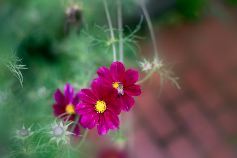 Cosmos Dazzler seeds