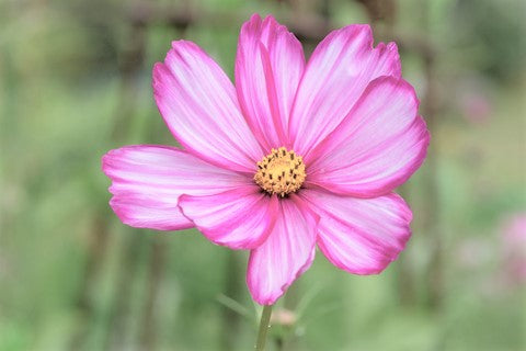 Cosmos - Candystripe - Seeds to Sow Limited