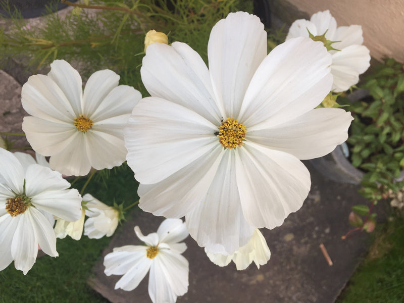 Cosmos - Purity - Seeds to Sow Limited