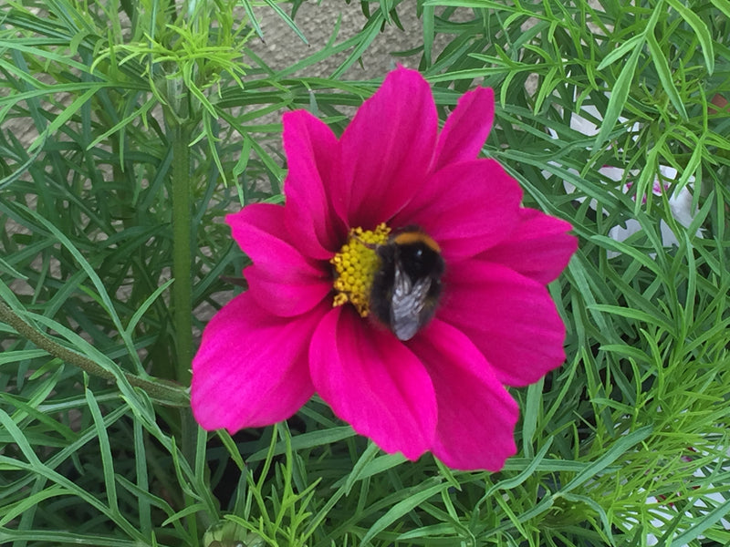 Cosmos Dazzler seeds