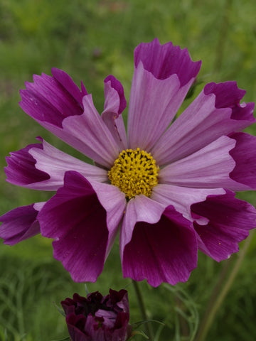 Cosmos - Pied Piper Red - Seeds to Sow Limited