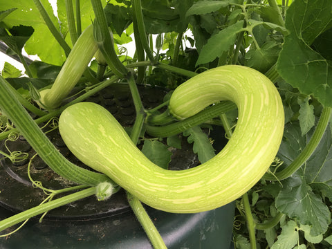 Courgette Tromboncino Albenga - Seeds to Sow Limited