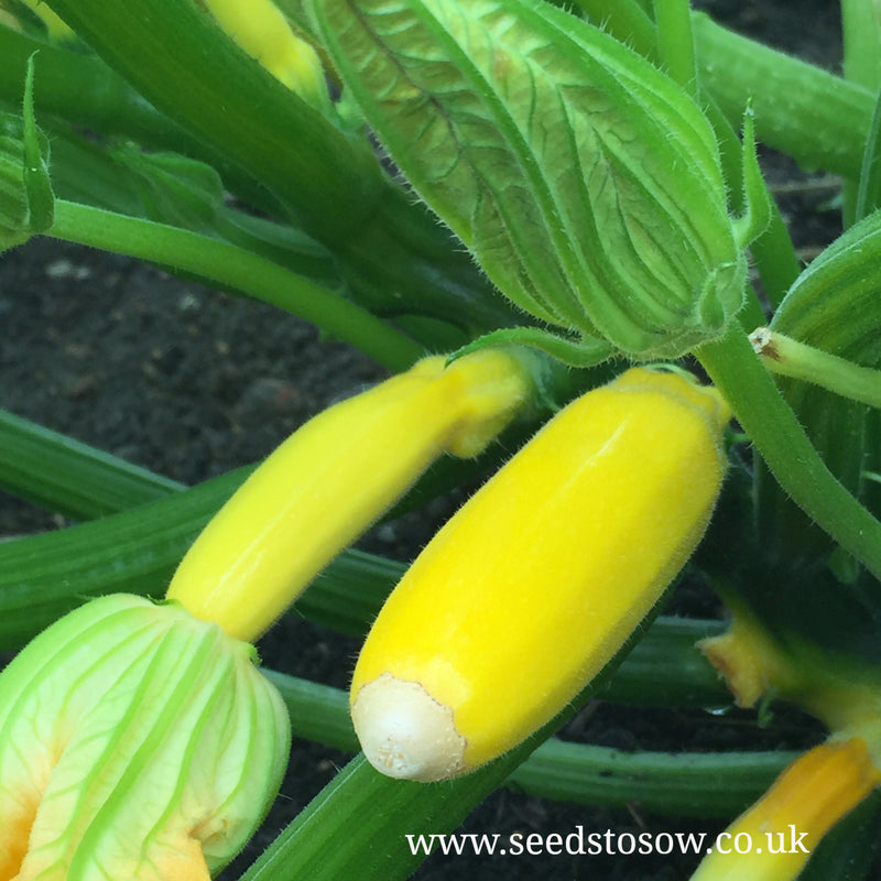 Courgette Atena F1 - Seeds to Sow Limited