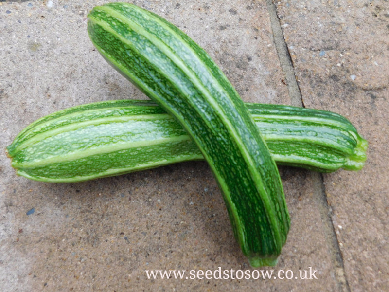 Courgette Romanesco Latino - Seeds to Sow Limited