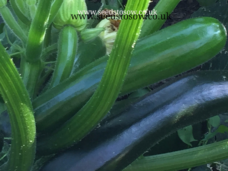 Courgette Ambassador F1 - Seeds to Sow Limited