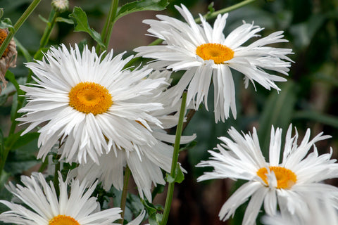 Chrysanthemum - Crazy Daisy - Seeds to Sow Limited