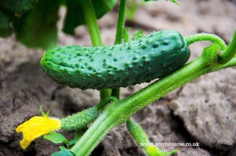Cucumber Burpless Tasty Green F1 - Seeds to Sow Limited