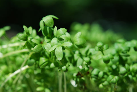 Salad Leaves Curly Cress - Seeds to Sow Limited