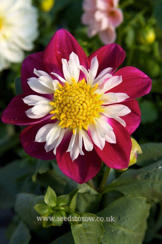 Dahlia - Dandy Mixed - Seeds to Sow Limited