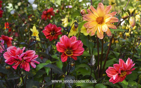 dark leaf dahlia seeds Dahlia - Diablo Mixed