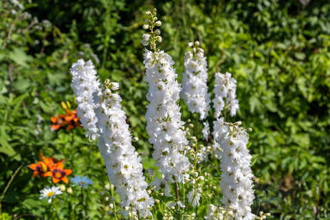 Delphinium Pacific Giants Galahad seeds