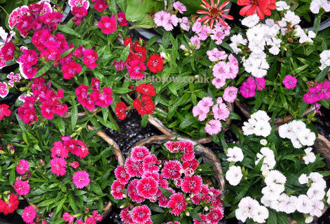 Dianthus - Carpet Mixed F1 - Seeds to Sow Limited