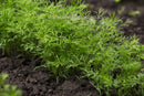 Dill Dukat - Seeds to Sow Limited