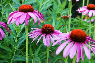 echinacea from seed uk Echinacea purpurea seeds to sow