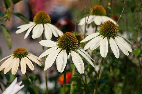 Echinacea 'White Swan' - Seeds to Sow Limited