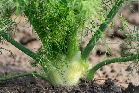 Fennel 'Sweet Florence' seeds