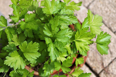 Parsley Plain Leaved - Seeds to Sow Limited