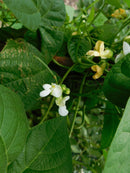 French Bean Climbing Blue Lake - Seeds to Sow Limited