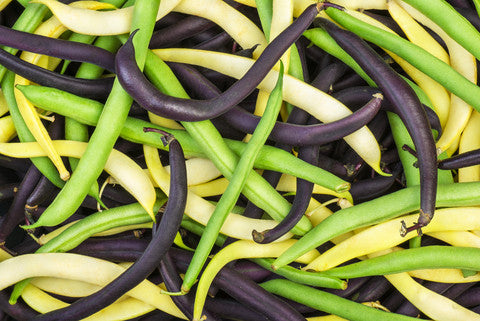 French Bean Dwarf Rainbow Mix - Seeds to Sow Limited