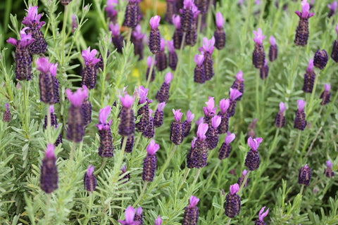 Lavender - French Lavender - Seeds to Sow Limited