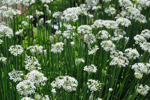 Garlic Chives - Seeds to Sow Limited