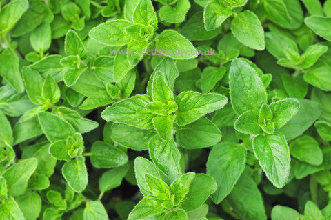 Oregano Greek - Seeds to Sow Limited