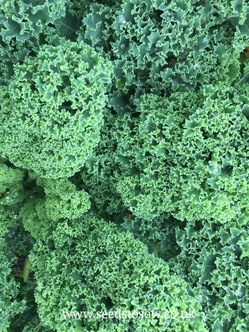 Kale Dwarf Green Curled - Seeds to Sow Limited