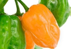 Chilli Habanero Orange - Seeds to Sow Limited