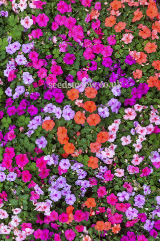 Impatiens - Lollipop Mixed F1 - Seeds to Sow Limited