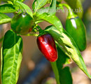 Chilli Jalapeno - Seeds to Sow Limited