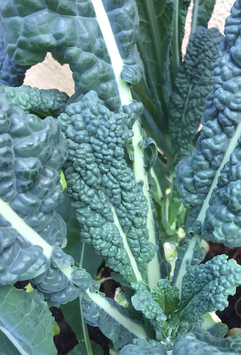 Kale Nero Di Toscana (Black Tuscan Kale) - Seeds to Sow Limited