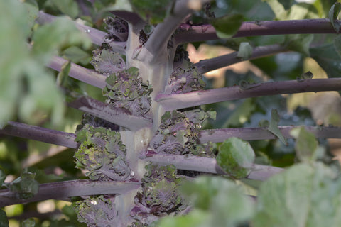 Kalettes seeds