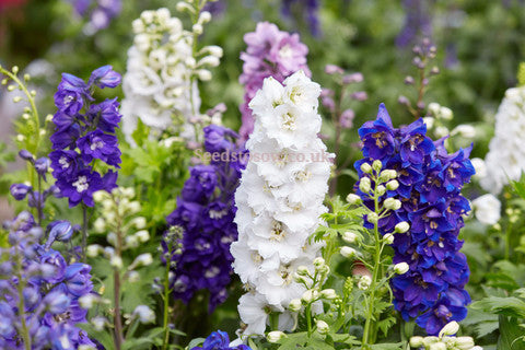 Larkspur - Giant Imperial Mix - Seeds to Sow Limited