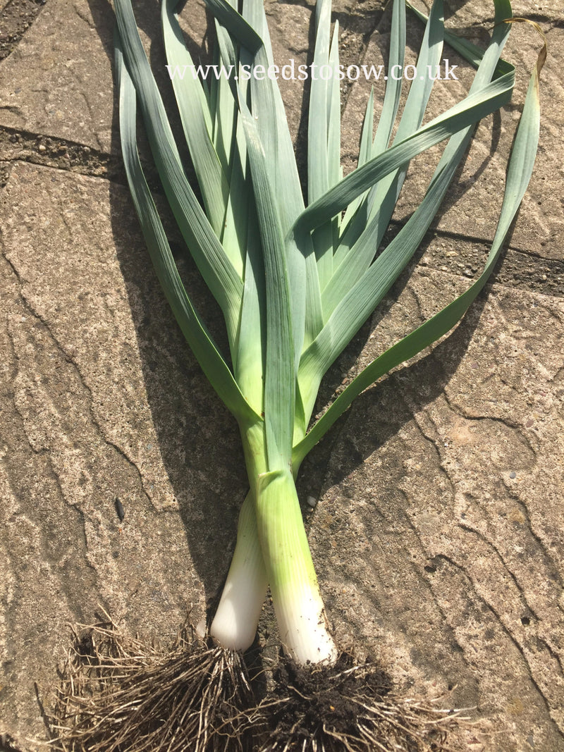 Leek Musselburgh - Seeds to Sow Limited