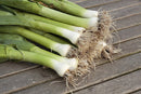 Leek Swiss Giant Zermatt - Seeds to Sow Limited