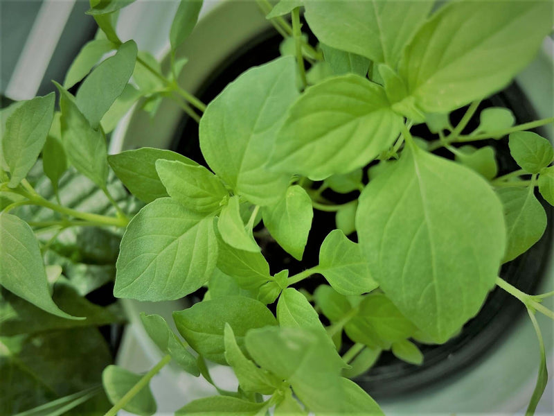 Basil Lemon seeds