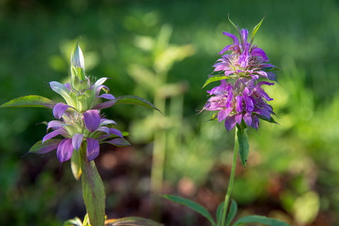 Lemon Mint - Seeds to Sow Limited