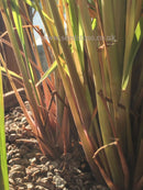 Lemongrass - Seeds to Sow Limited