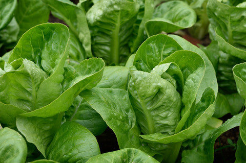 Lettuce Little Gem - Seeds to Sow Limited