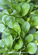 Lettuce Lamb's Lettuce - Corn Salad Verte De Cambrai - Seeds to Sow Limited