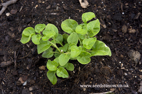 Salad Leaves Land Cress - Seeds to Sow Limited