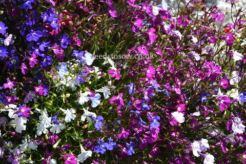 Lobelia - Fountains Formula Mixed - Seeds to Sow Limited